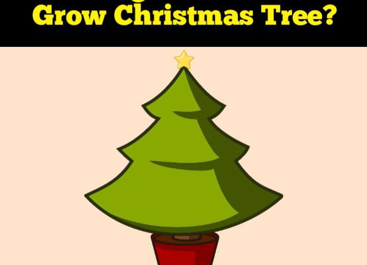grow a Christmas tree