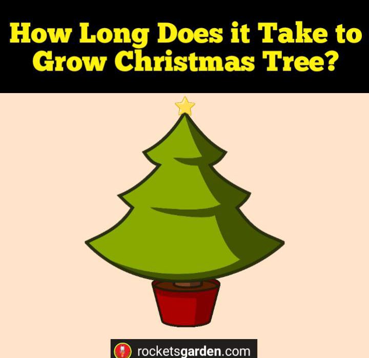 grow a Christmas tree