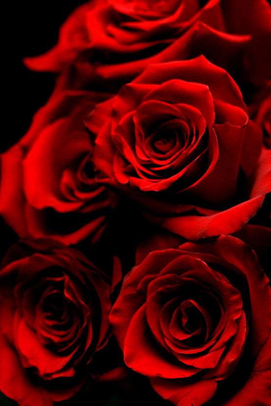 Red roses, the perfect gift for expressing love on Valentine's Day